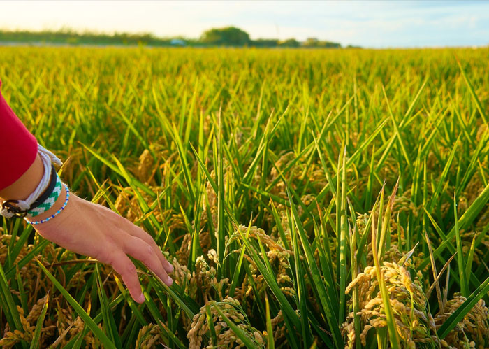 Delivering premium quality rice and grains worldwide with trust and excellence.